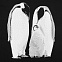 Футболка женская Like a Penguin, черная с логотипом в Екатеринбурге заказать по выгодной цене в кибермаркете AvroraStore