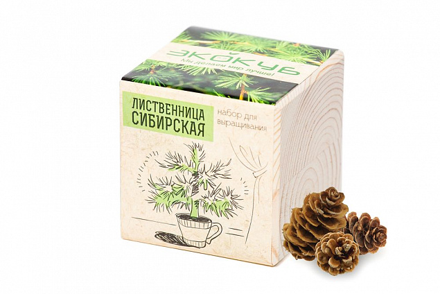 Набор для выращивания «Экокуб», лиственница сибирская с логотипом в Екатеринбурге заказать по выгодной цене в кибермаркете AvroraStore
